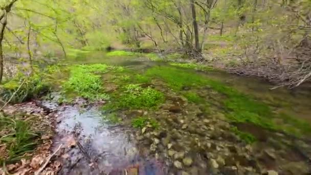 River Pure Crystal Clear Water Flowing Forest — Vídeo de stock