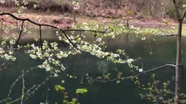 Ormanın derinliklerinde kristal berrak suyla zümrüt yeşili gölün kıyısında yürüyorum.