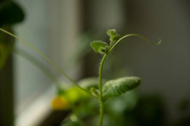 Ev Bahçıvanlığı - Kapalı alanda kavun yetiştirmek