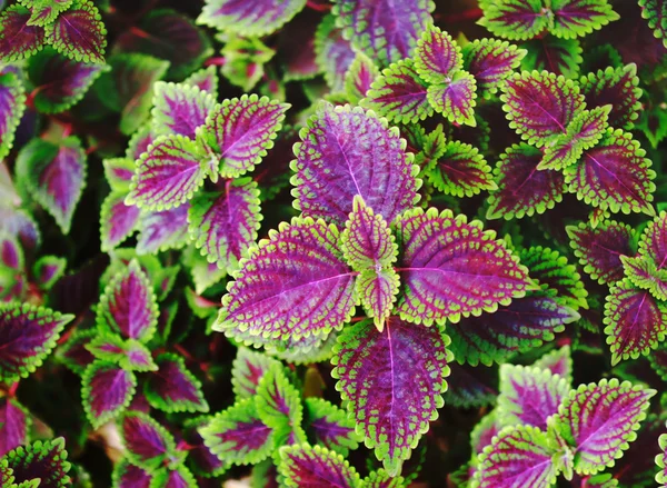 Escova de folhas verdes e roxas — Fotografia de Stock