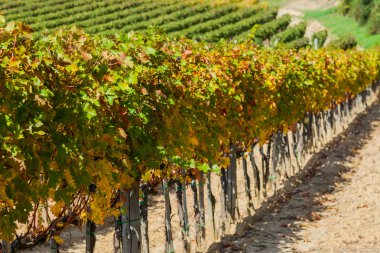 Vineyard yakınındaki montepulciano, İtalya