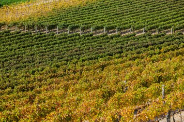 Vineyard yakınındaki montepulciano, İtalya