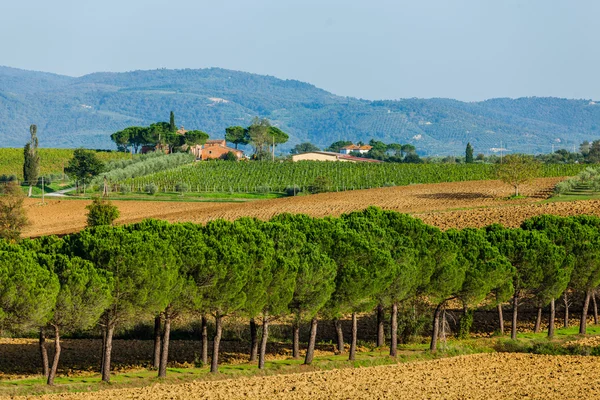 Väg med tall träd Toscana — Stockfoto