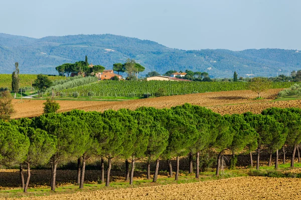 Road with pine trees Tuscany — Stock Photo, Image