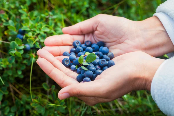 Woman holding fresh blueberries — Stock Photo, Image