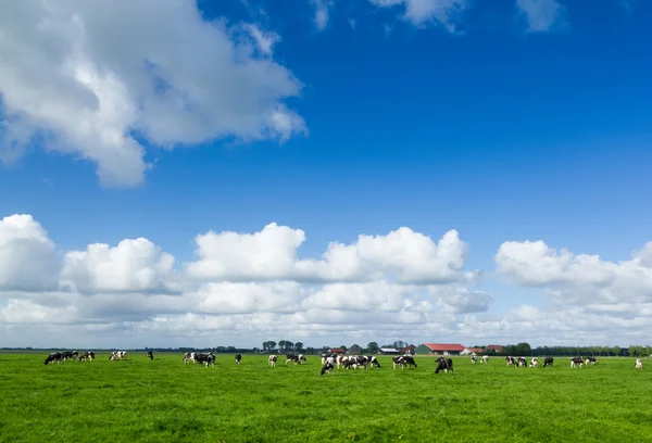 Paisagem típica holandesa — Fotografia de Stock