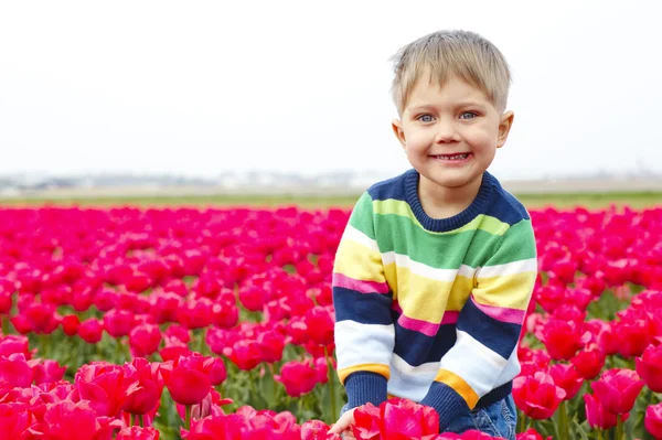 Menino em Tulip Field — Fotografia de Stock