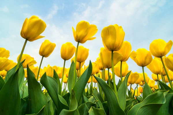 Pole tulipánů — Stock fotografie