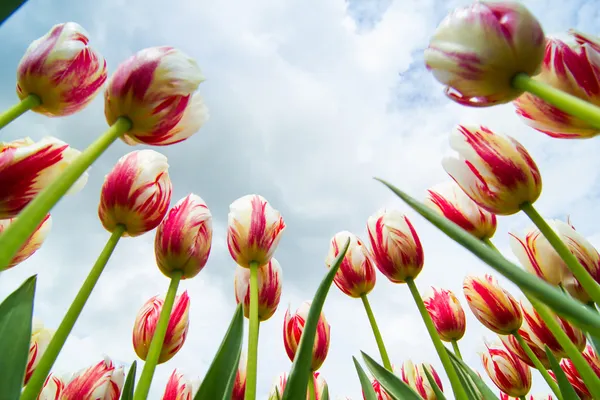 Field of Tulips — Stock Photo, Image