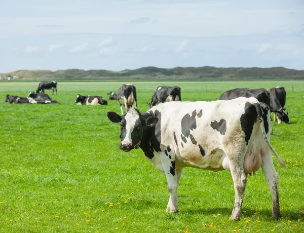 Vacche olandesi — Foto Stock