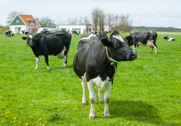 Ολλανδικές αγελάδες — Φωτογραφία Αρχείου