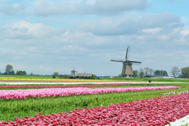 holland ilkbaharda