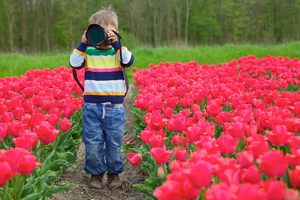 Tulip fotograaf — Stockfoto