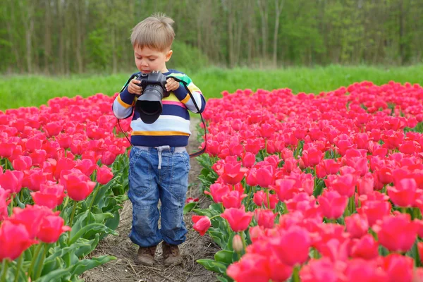 Tulipan fotograf — Zdjęcie stockowe