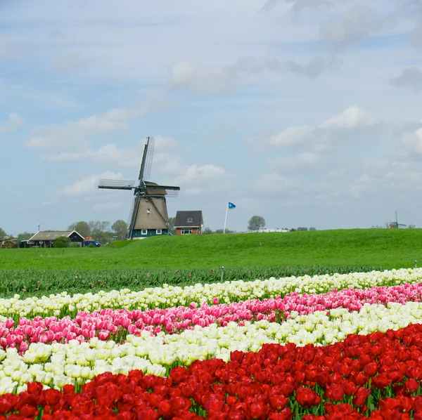 Springtime In Holland — Stock Photo, Image