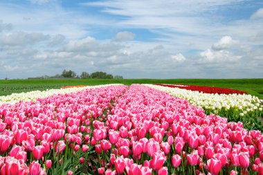 holland ilkbaharda