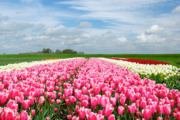 Весна в Голландии
