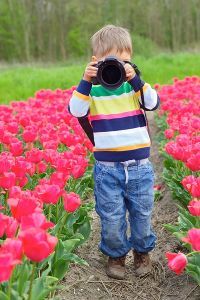 Tulipan fotograf — Zdjęcie stockowe