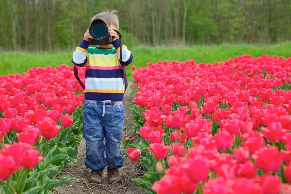 Tulpenfotograf — Stockfoto