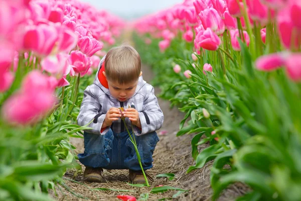 Boy In Tulip Field — Stock Photo, Image