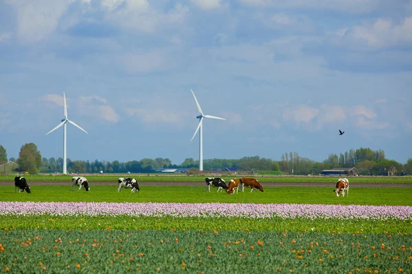 Paesaggio in Olanda — Foto Stock