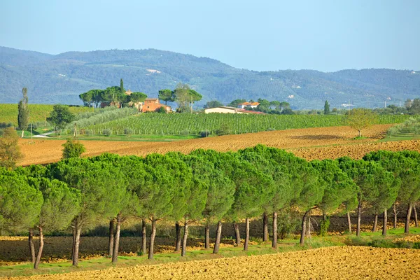 Paisaje en Toscana — Foto de Stock