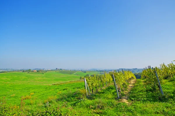 Wunderschöne toskanische Weinberge — Stockfoto