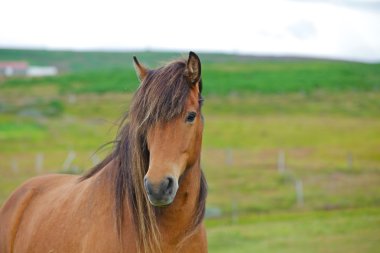 Icelandic Horse clipart
