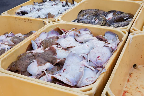 Pescado en contenedores —  Fotos de Stock