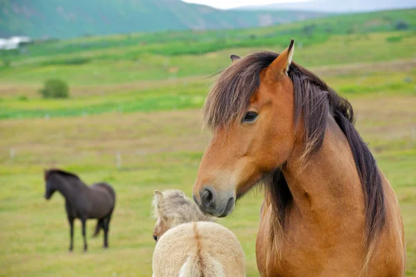 Cavallo islandese — Foto Stock