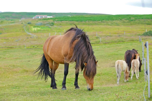 İzlanda at — Stok fotoğraf