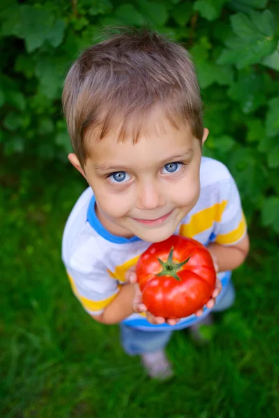 Bonito menino segurando tomate no jardim verde — Fotografia de Stock