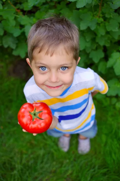 Handsome little boy holding tomato in green garden — Stock Photo, Image