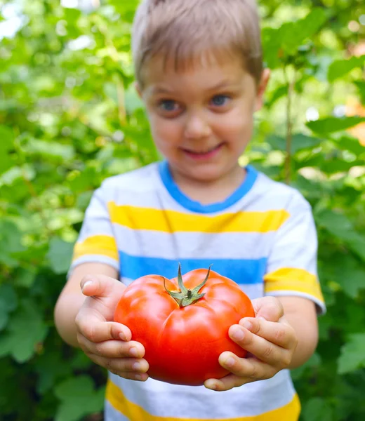 Handsome little boy holding tomato in green garden. Focus of the tomato. — Stock Photo, Image