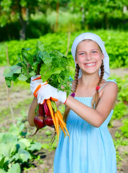 Овощной сад - маленький садовник с горсткой органической моркови и свеклы — стоковое фото