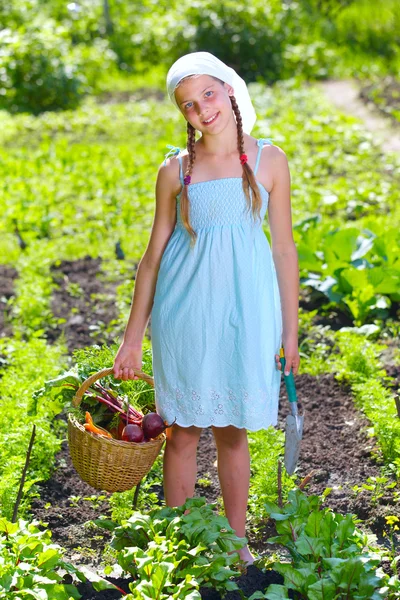 Zeleninová zahrada - malý zahradník s košem organických mrkev a řepa — Stock fotografie