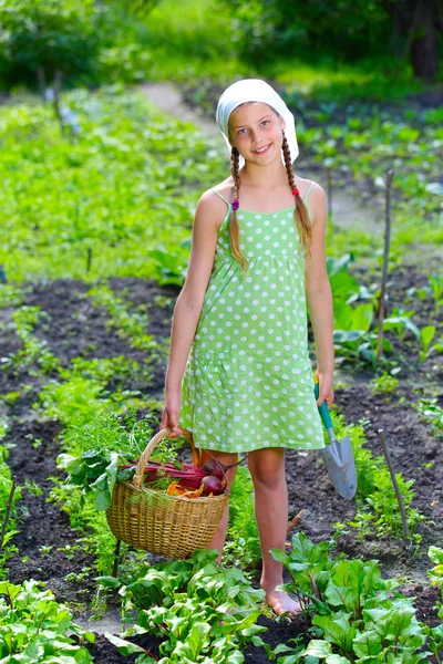Овощной сад - маленький садовник с корзиной органической моркови и свеклы — стоковое фото