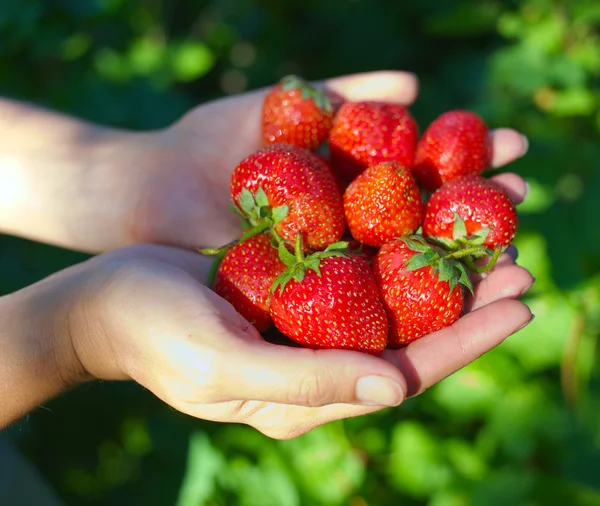 Manos sosteniendo fresas — Foto de Stock