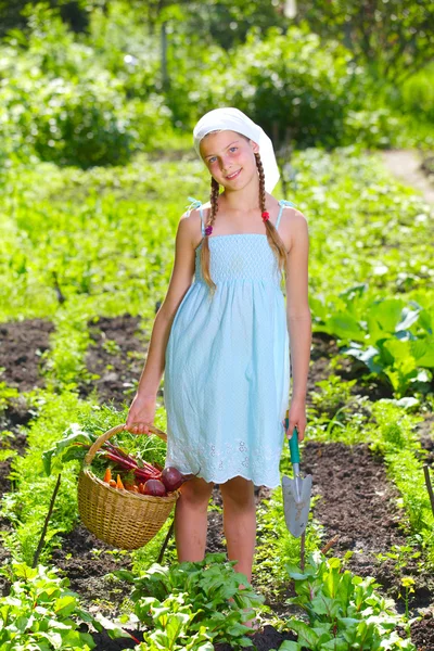 Овощной сад - маленький садовник с корзиной органической моркови и свеклы — стоковое фото