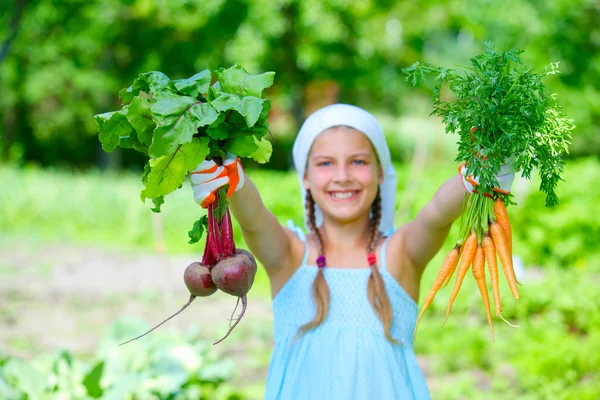 Jardín de verduras - pequeño jardinero con racimo de zanahorias orgánicas y remolachas —  Fotos de Stock