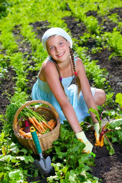 Vegetable garden - little gardener girl collects vegetables in a basket organic carrots and beets — Stock Photo, Image