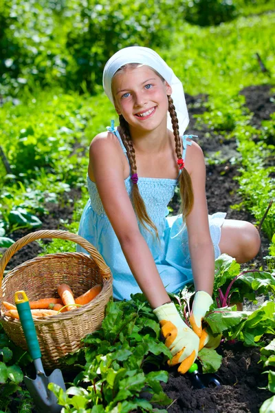Vegetable garden - little gardener girl collects vegetables in a basket organic carrots and beets — Stock Photo, Image