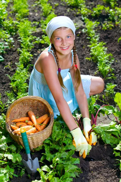 Jardim vegetal - a pequena menina jardineira reúne verduras em uma cesta cenouras orgânicas e beterrabas — Fotografia de Stock