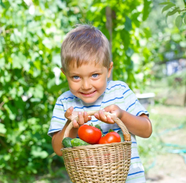 Jardim vegetal - retrato de pequeno garotinho com uma cesta de abobrinha orgânica e tomates — Fotografia de Stock