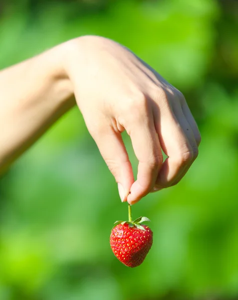 Mano celebración fresas — Foto de Stock