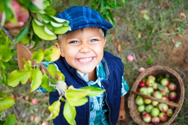 Милый мальчик в яблоневом саду — стоковое фото