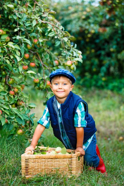 Cute boy in apple orchard — Stock Photo, Image