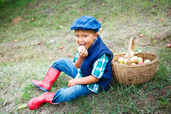 Cute boy in apple orchard — Stock Photo, Image