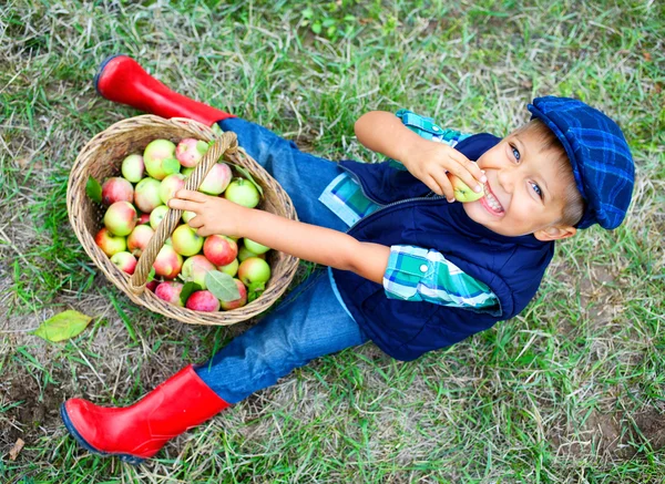 Cute boy in apple orchard — Stock Photo, Image