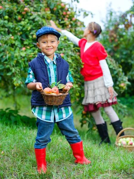 Cute boy in apple orchard — Stock Photo, Image